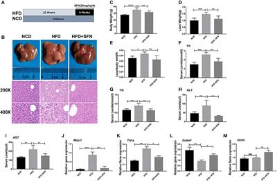 Role of the Aryl Hydrocarbon Receptor and Gut Microbiota-Derived Metabolites Indole-3-Acetic Acid in Sulforaphane Alleviates Hepatic Steatosis in Mice